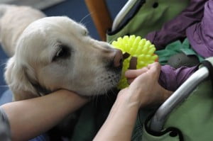 dogoterapia, rehabilitacja, Michałkowo