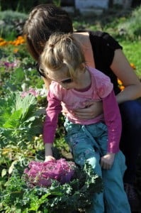 kwiaty, przyroda, kępa, 