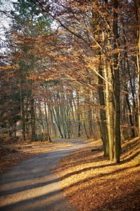 złota polska jesień, park, liście, 