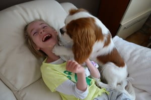 julkaimy, cavalier, kings charles spaniel,