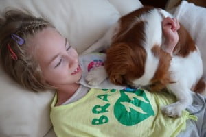 julkaimy, cavalier, kings charles spaniel, 