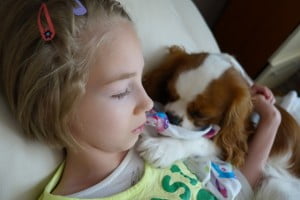 julkaimy, cavalier, kings charles spaniel, 