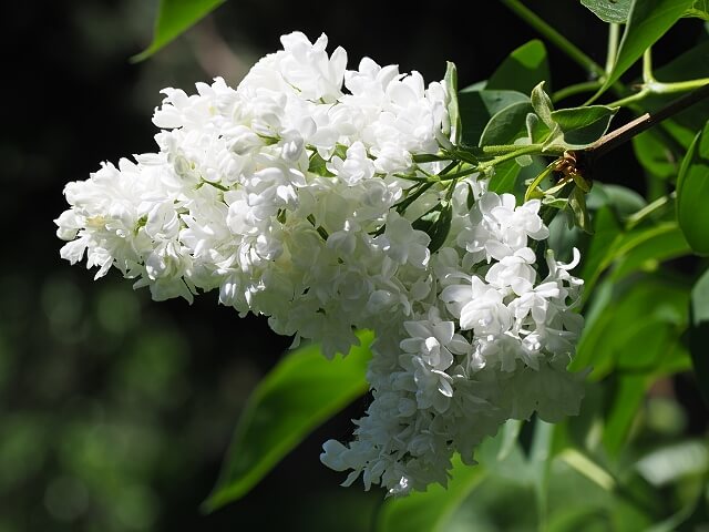 Kępa Rybacka julkaimy