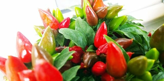 papryczki na balkonie